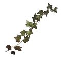 Hedera Autumn Brown